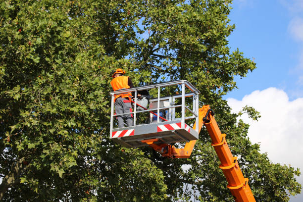 Best Large Tree Removal  in Dothan, AL